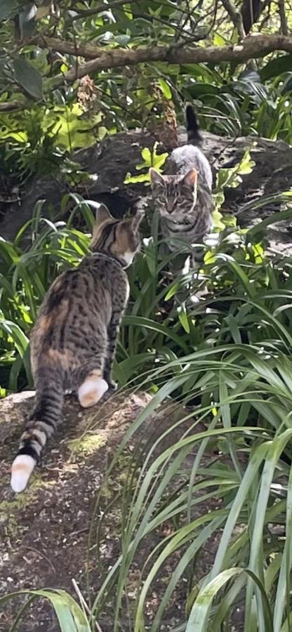 ホテル Kaingarua Retreat ケリケリ エクステリア 写真